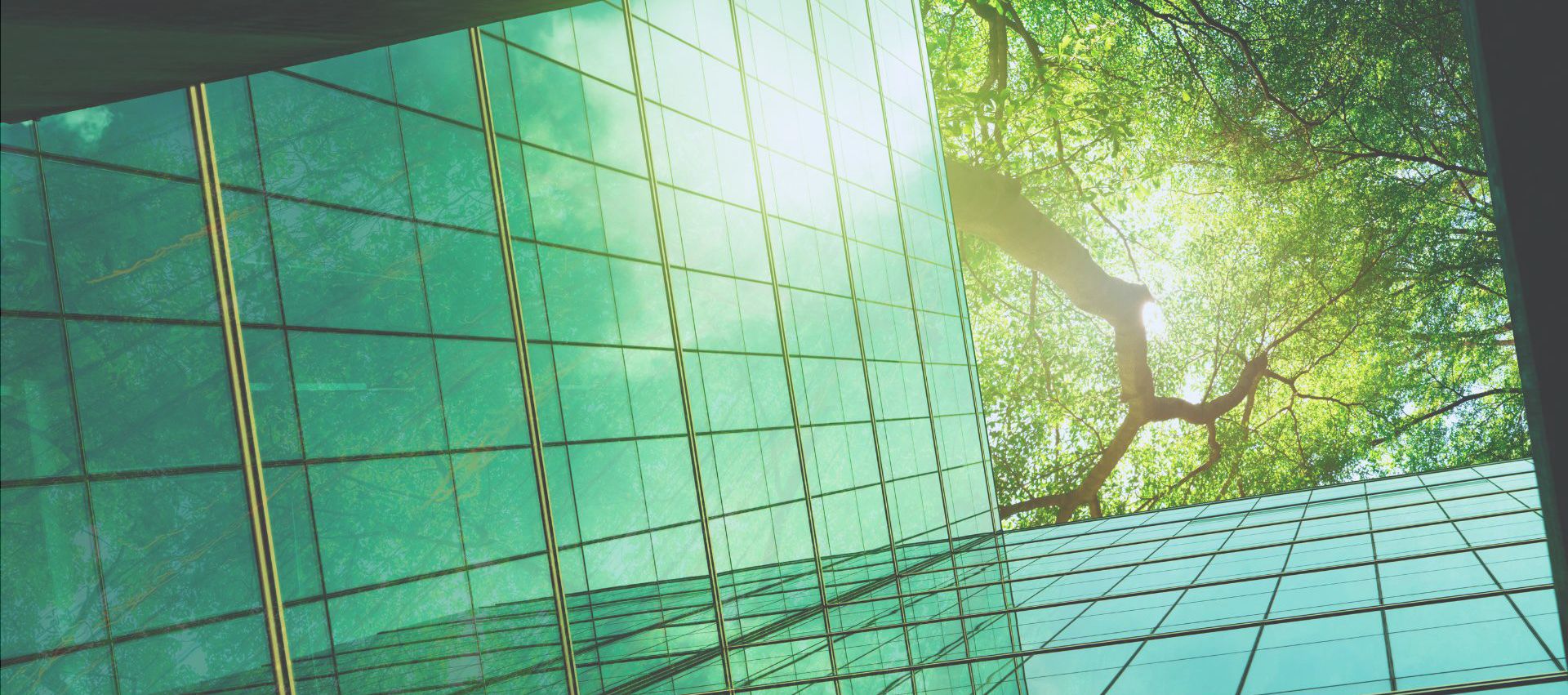 Conseil en stratégie & transformation RSE
